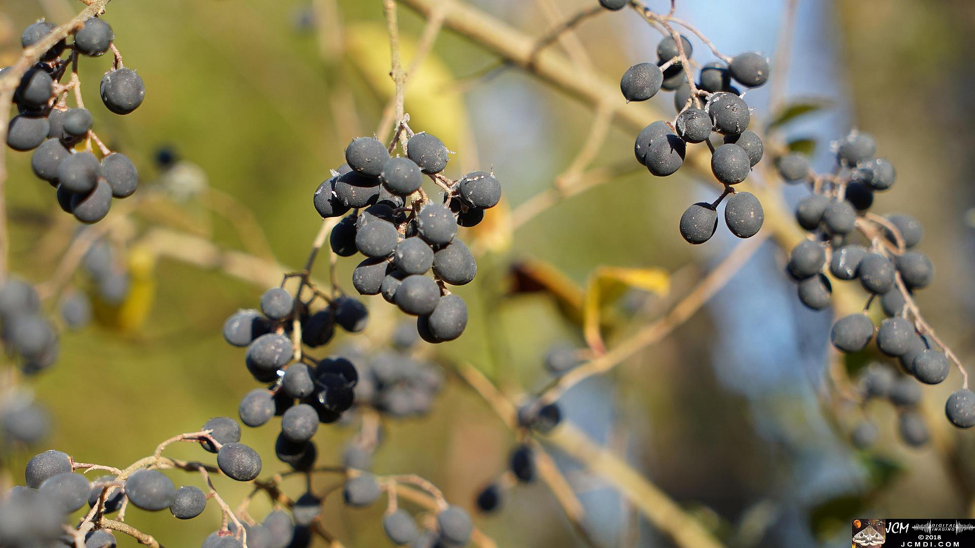 dark berries at Old Hickory Lake, TN